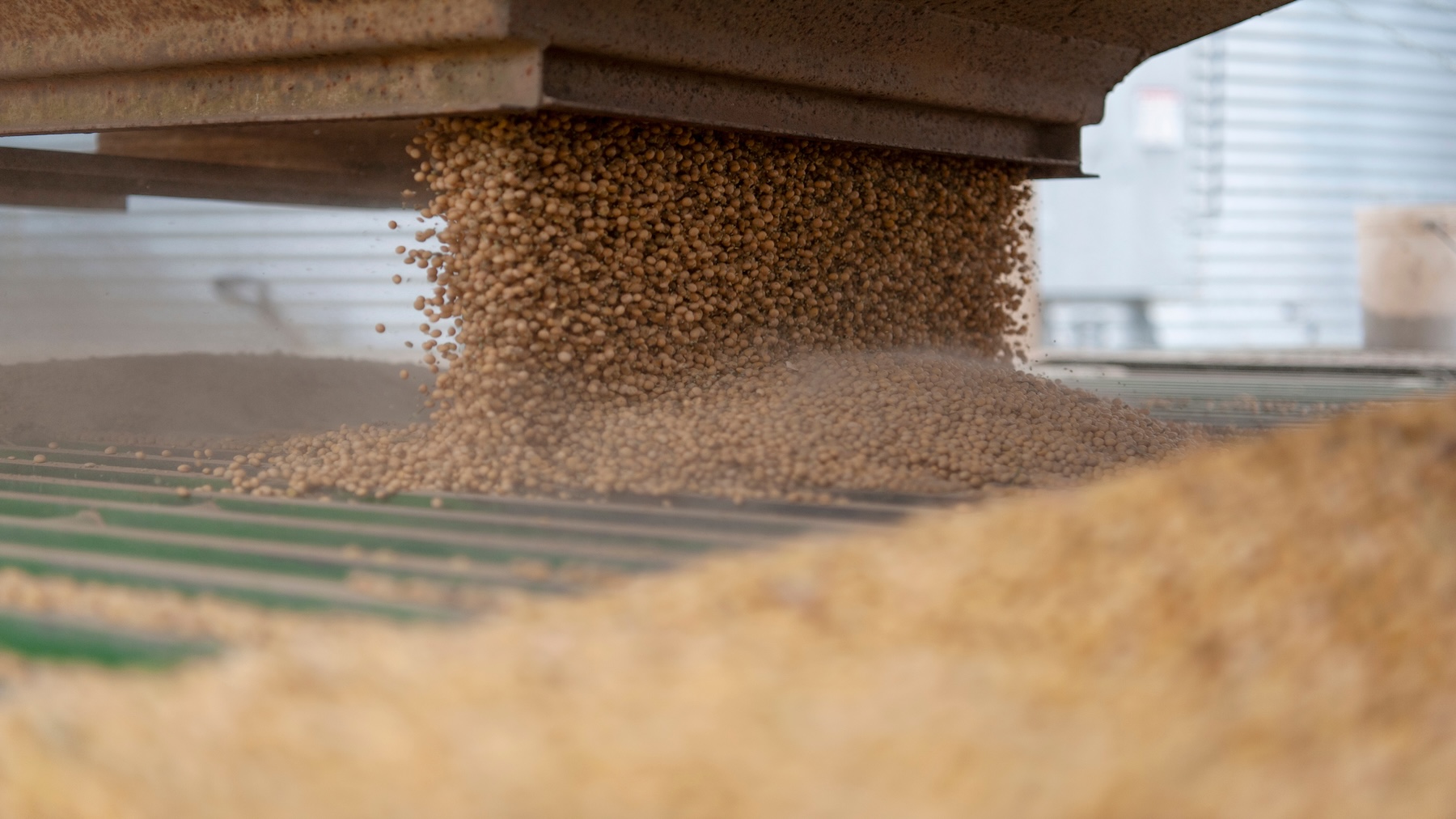 Unloading soybeans from grain trailer