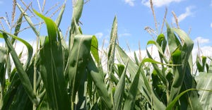 cornfield closeup