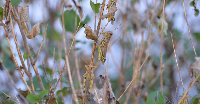 Grasshoppers on stem of plant