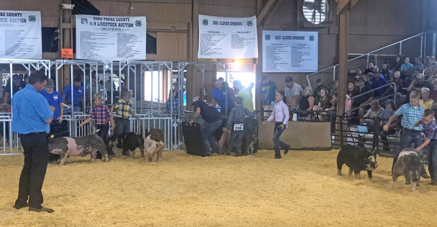 Parke County Fair swine show