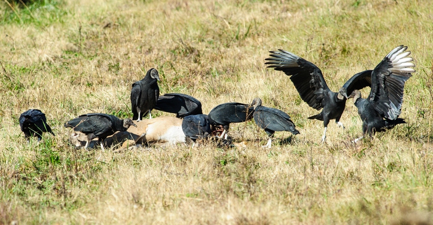 vultures feeding on deer