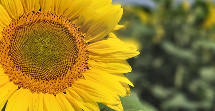 swfp-shelley-huguley-olson-sunflower.jpg