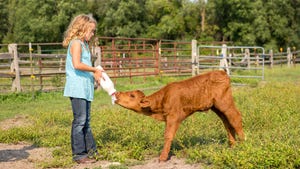 Young girl bottle feeding calf