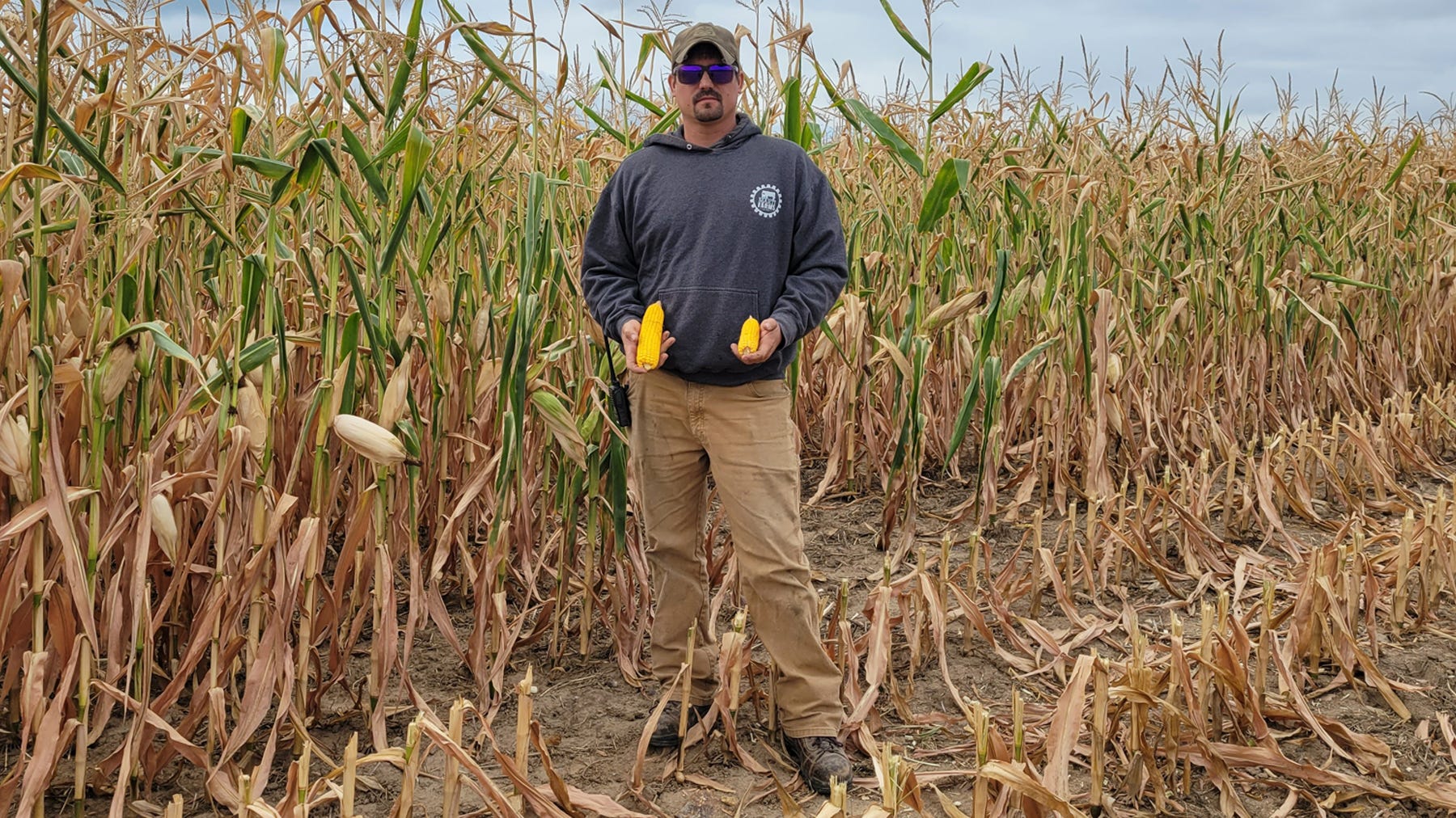 Travis Marti stands in a cornfield that's drying down, holding two shucked ears of corn