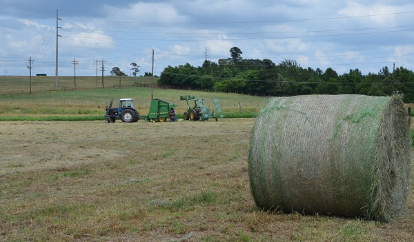 State Hay Supplies Range From Surplus To Practically Non-existent