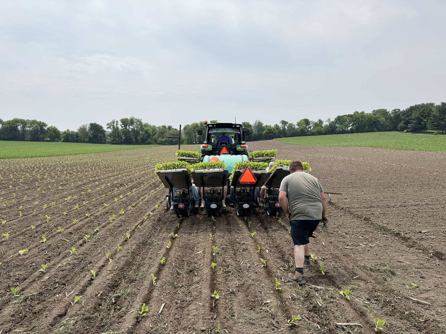 tobacco pictures plant Flowering Tobacco Plants for Deer-Resistant Flowers -