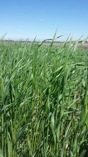 Rye- at heading stage- before soybeans- at Mead-  April 26, 2016.