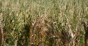 Drought-damaged cornfield
