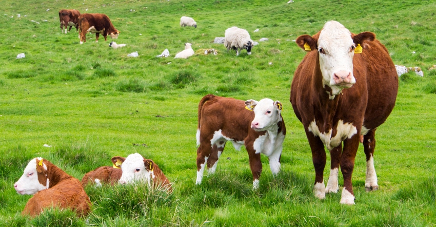 Beef cattle and calves in field