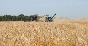 Combine in field harvesting wheat