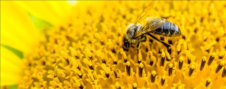 honeybee on flower honeybee on flower