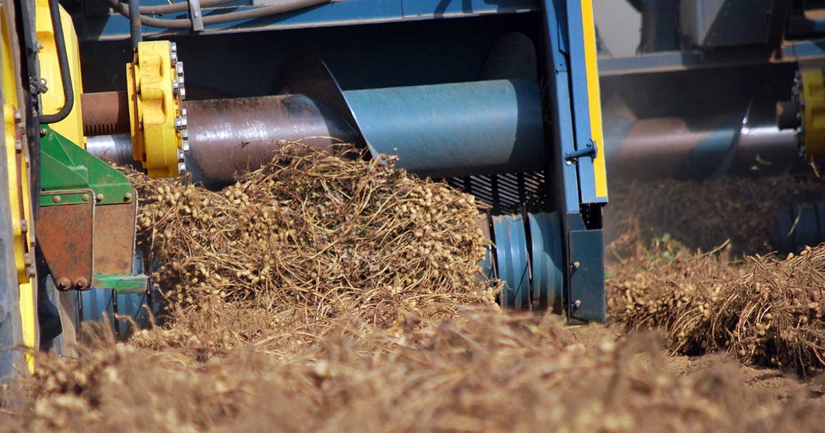 Recent predictions point to a 'sweet spot' in U.S. peanut market