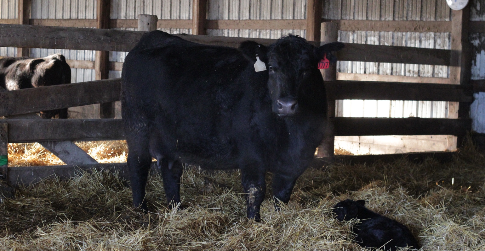 What is your cowcalf cost of production?