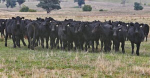 black cattle grazing 