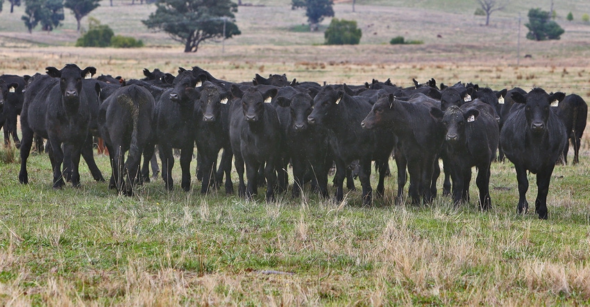 black cattle grazing 