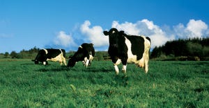 dairy cows in field