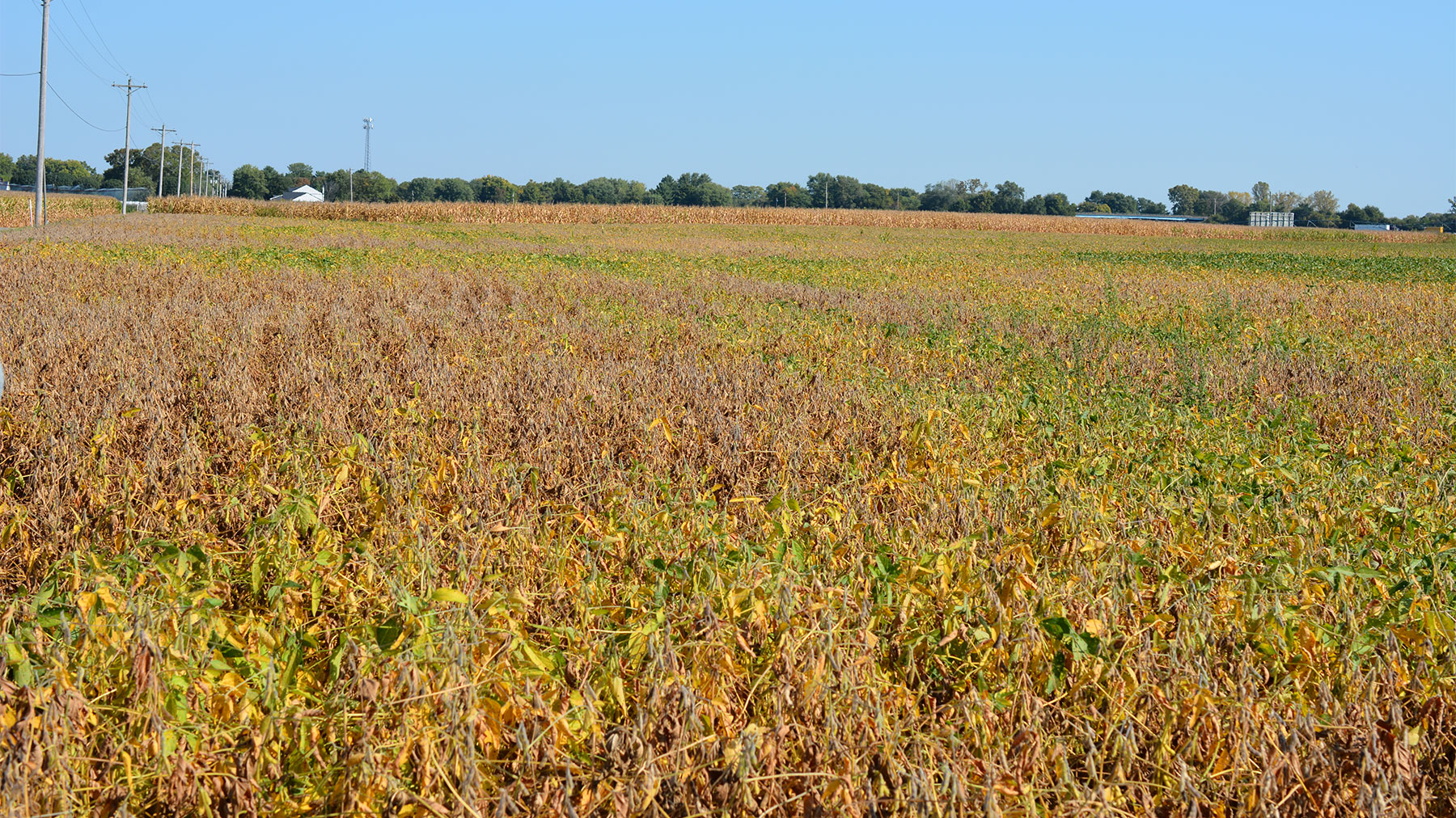Why Scout Soybeans Before Harvest Begins