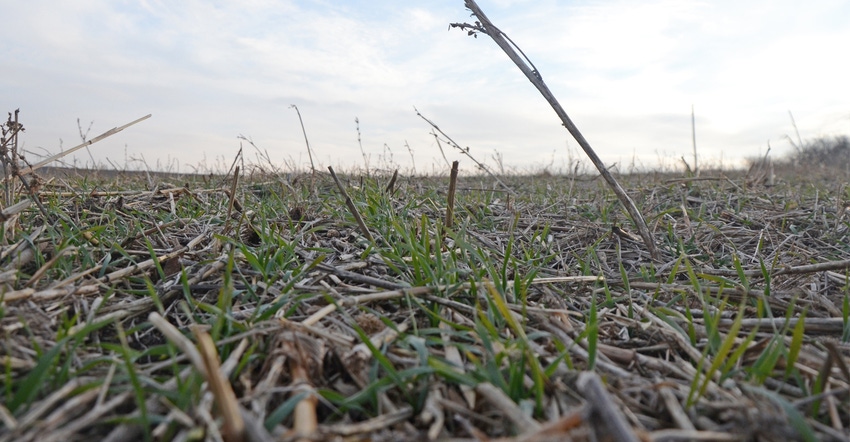 Closeup of soil and grass