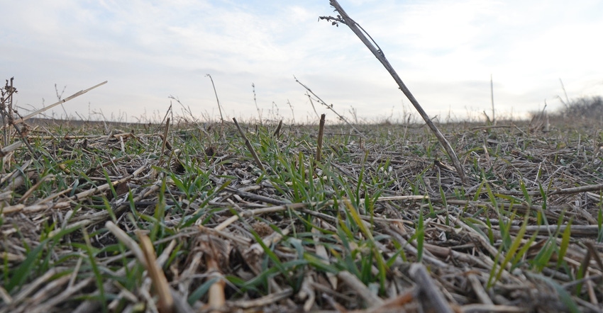 Closeup of soil and grass Closeup of soil and grass