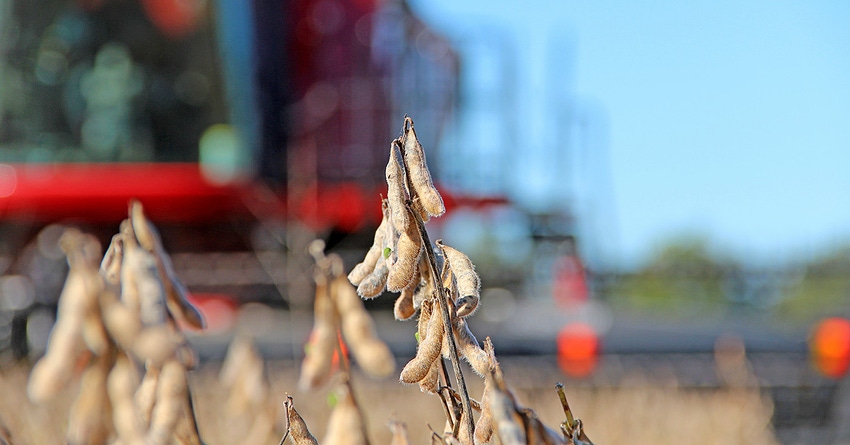 soybean-harvest-staff-dfp-5036copy.jpg