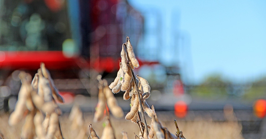 soybean-harvest-staff-dfp-5036copy.jpg soybean-harvest-staff-dfp-5036copy.jpg