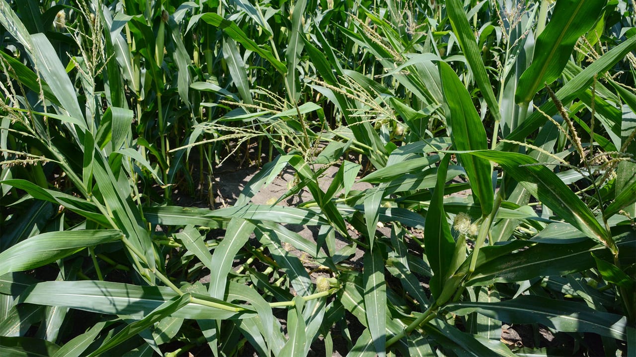 Corn Rootworm Protection Experts advise on pest control for Indiana crops
