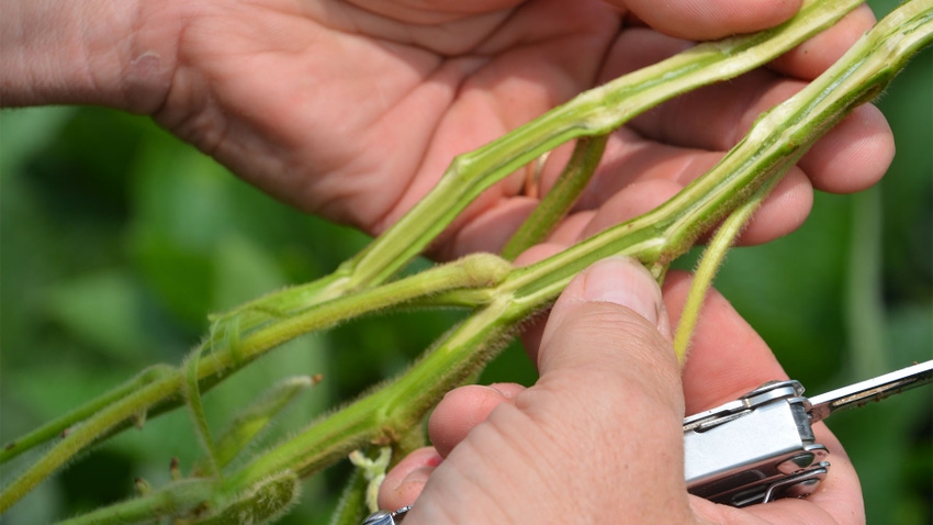 A soybean plant stem cut in half