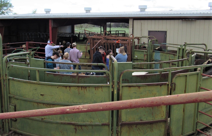 Shasta College students learning to vaccinate cows
