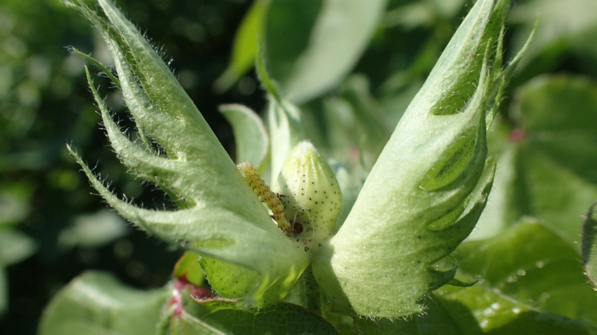 Bollworm in Cotton
