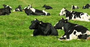 Dairy cows resting in pasture