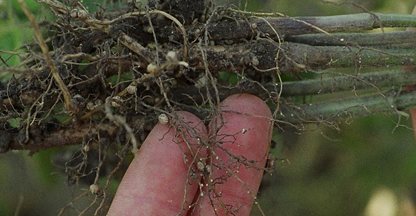 soybean plant roots showing the female soybean cyst nematode 