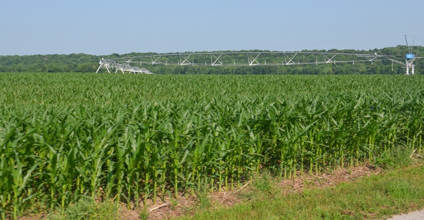 irrigation in cornfield