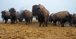 A herd of bison on a feedlot