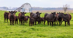 black angus cows grazing in pasture