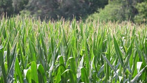 Tall field of crops similar to corn, but different. 