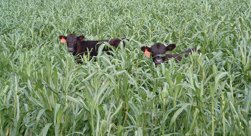 WFP-ARS-cow-calf-graze.jpg WFP-ARS-cow-calf-graze.jpg