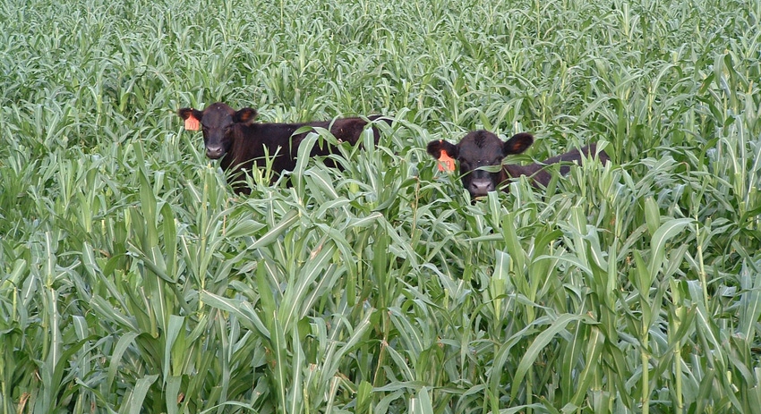 WFP-ARS-cow-calf-graze.jpg