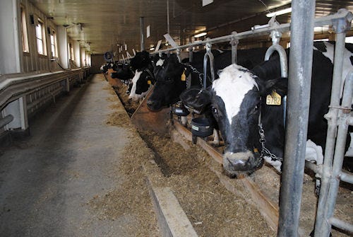 farms_2k_more_cows_produced_more_third_milk_1_634977414793770110.jpg