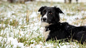 A border collie puppy in snowy grass