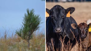 Forest restoration and beef biosecurity