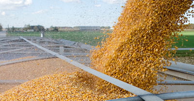 What a picket fence corn stand should look like