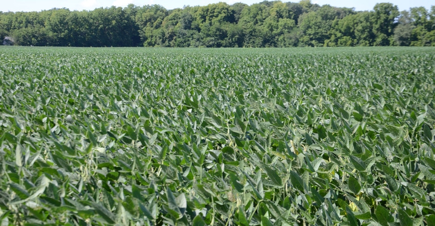 soybean field on a sunny day