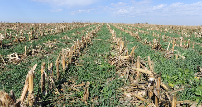 no-till and cover crops in corn field