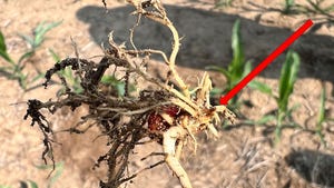 Fertilizer burn injury on roots of a corn plant