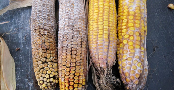 ears of corn with diplodia ear rot and gibberella ear rot