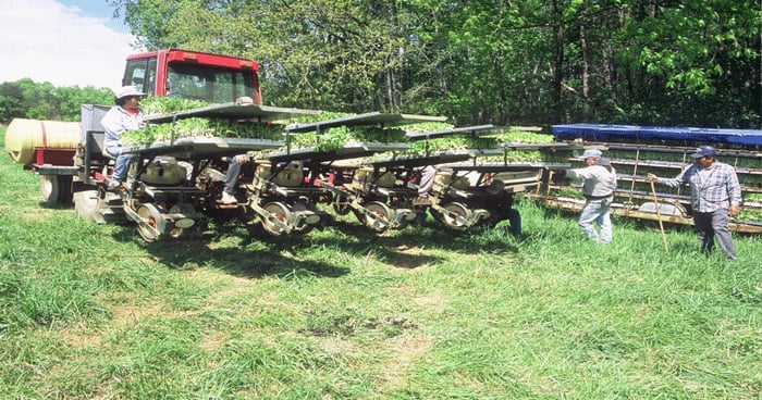 Georgia tobacco production declining