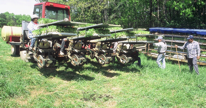 can you grow tobacco in georgia Georgia tobacco production declining can you grow tobacco in georgia Georgia tobacco production declining