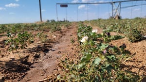 drought and cotton