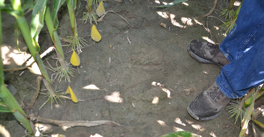 remnants of boot prints between corn rows