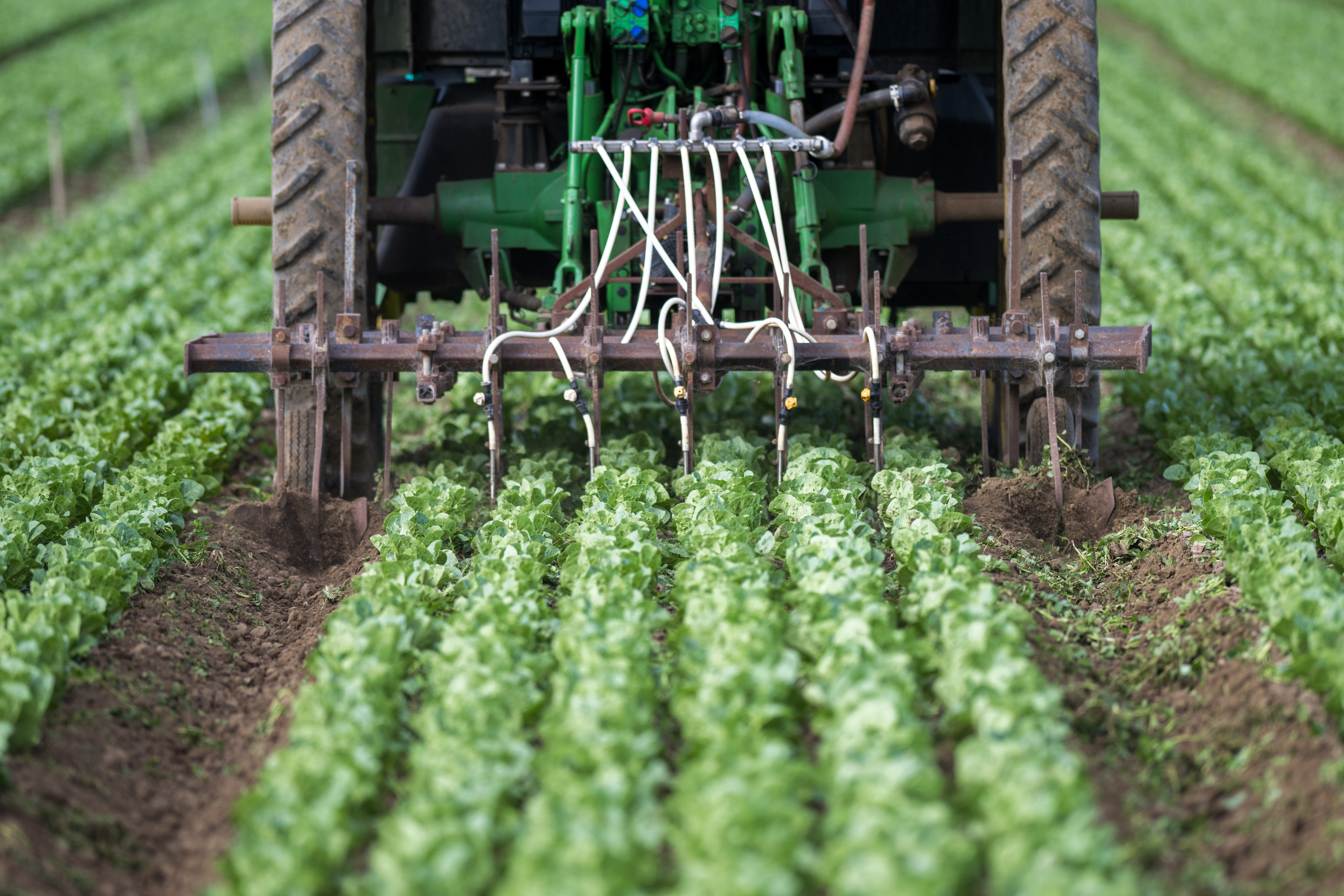 Nitrogen fertilizer is added to a field of lettuce 
